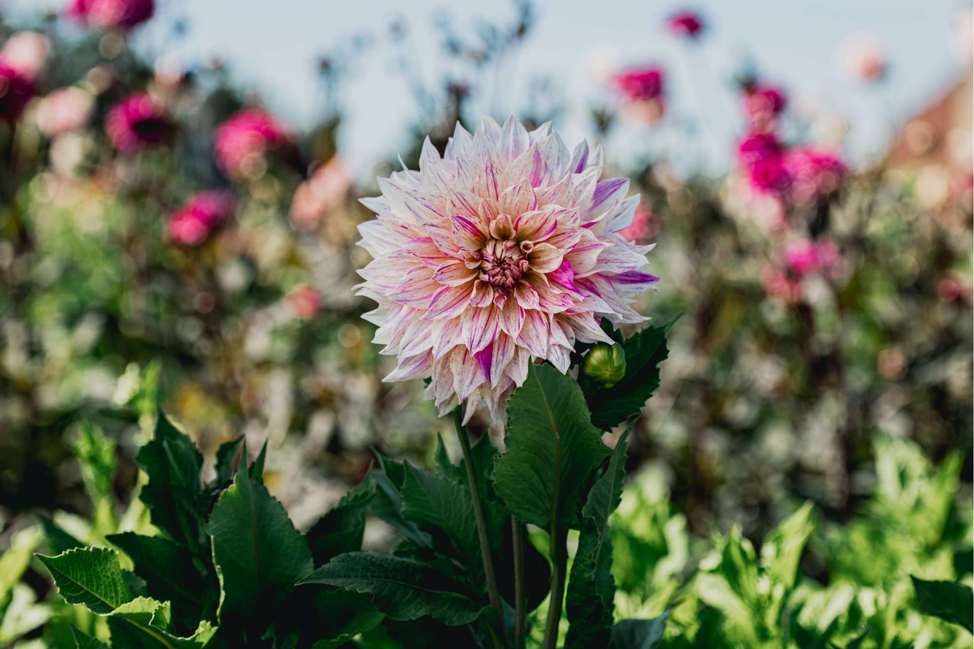 Dahlia 'Cafe au Lait Twist'